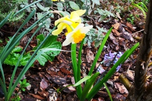 Brescia: è arrivata la primavera - 19/04/2020